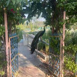 Y pavos reales tambien..