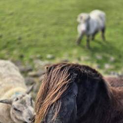 Die Ponies und das Schaf waren beste Freunde 😄
