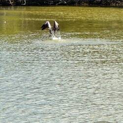 Startender Pelikan am Salzsee