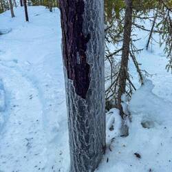Hier war es so kalt, dass sogar die Bäume eingefroren sind 🥶