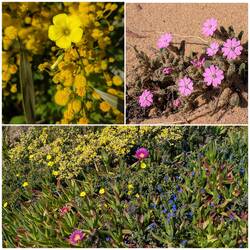 🏵️💮🌸🌷🌼🪻