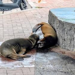 Babyrobbe trinkt beim Muttertier