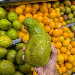 They have huge avocados