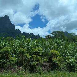 sugar cane
