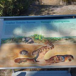 Wieder die Gopher Schildkröte.