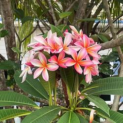 Plumeria tree