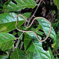 Die ganze Oriental Whip Snake