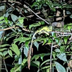 Green Crested Lizard