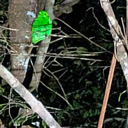 Green Broadbill