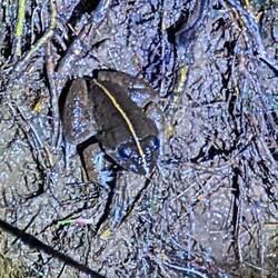 Frosch mit Strich auf dem Rücken