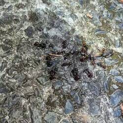 Riesenwalsameisen zerteilen Frosch