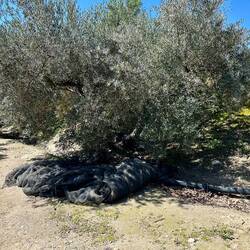 Nets like these are spread out to capture the olives shaken from the trees.