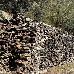 Pruning an orchard of this size means there is plenty of firewood!