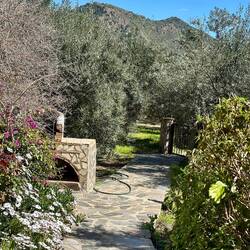 Flowers and olive trees surround the house.