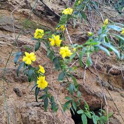 Hier rankt Primeljasmin