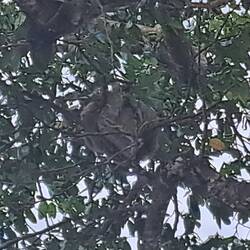 Frei lebendes Faultier