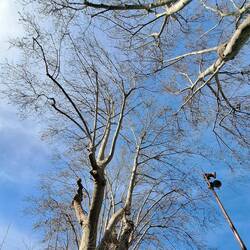 Blick durch Platanenzweige in den blauen Himmel