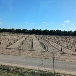 Da wächst der Wein der Mancha