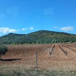 Weinstöcke und Olivenbäume. So weit das Auge reicht