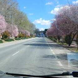 Immer wieder schön anzusehen. Die vielen blühenden Kirschbäume