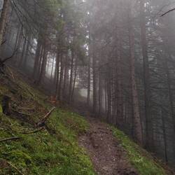 Wald im Wolkendunst