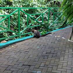 Unser erster Nasenbär - wir werden ihn noch häufiger sehen