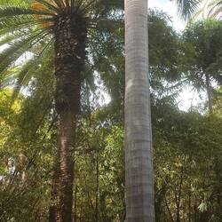 Park mit vielen Planzen und Bäumen