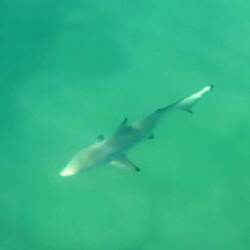 Schwimmkollege (schnell)