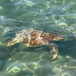 Schwimmkollege (langsam)