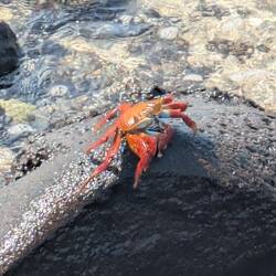 Krabbe (männlich da leuchtend orange)