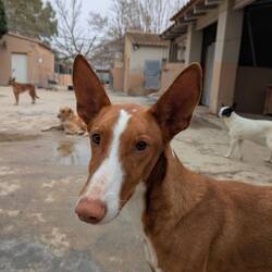 Spax - the local dog shelter