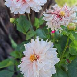 Algunas lamentablemente no tenían semillas a la vista..