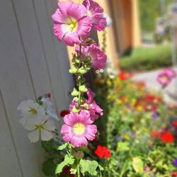 Aquí recogí en 2018 semillas de esta flor, que hoy día me alegra los dias en Córdoba.