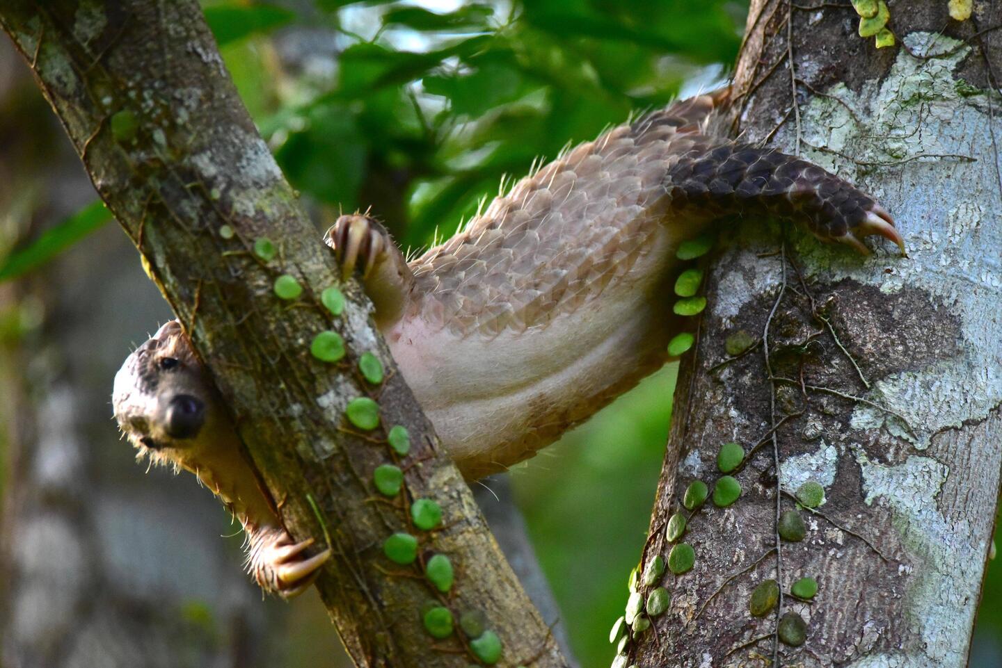 Unser Baby-Gürteltier im Freilandtraining
