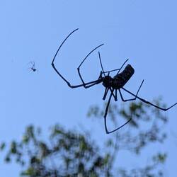 Spinne am Morgen (Handteller gross)