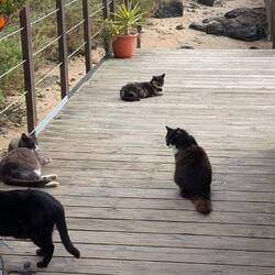 Ein katzenfreundlicher Ort