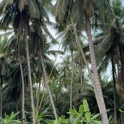 Coconut quest