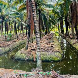 Islands of planted coconut palm trees