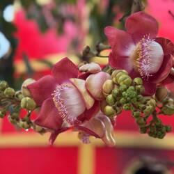 A Nagalinga or cannonball tree holds religious significance and often planted around temples 