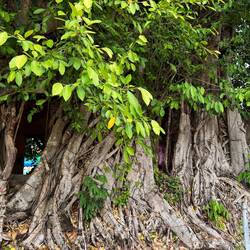The sanctuary, cocooned within a root like embrace