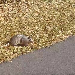 Armadillo Nr. 1