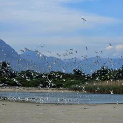 Vogelschwarm am Strand von Somerset West