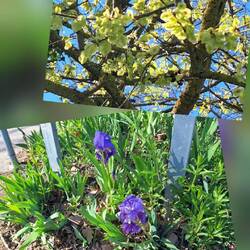 Frisches Ulmengrün und blühende Schwertlilien