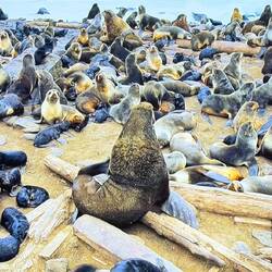 Sea lions invade and he goes inland