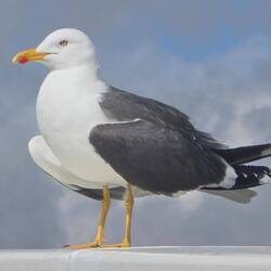 Auch sie begrüßt uns 😉