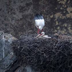 ...aber für ein paar rangezoomte Beweisfotos sollte es reichen.😊