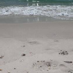 Lots of jellyfish washing up