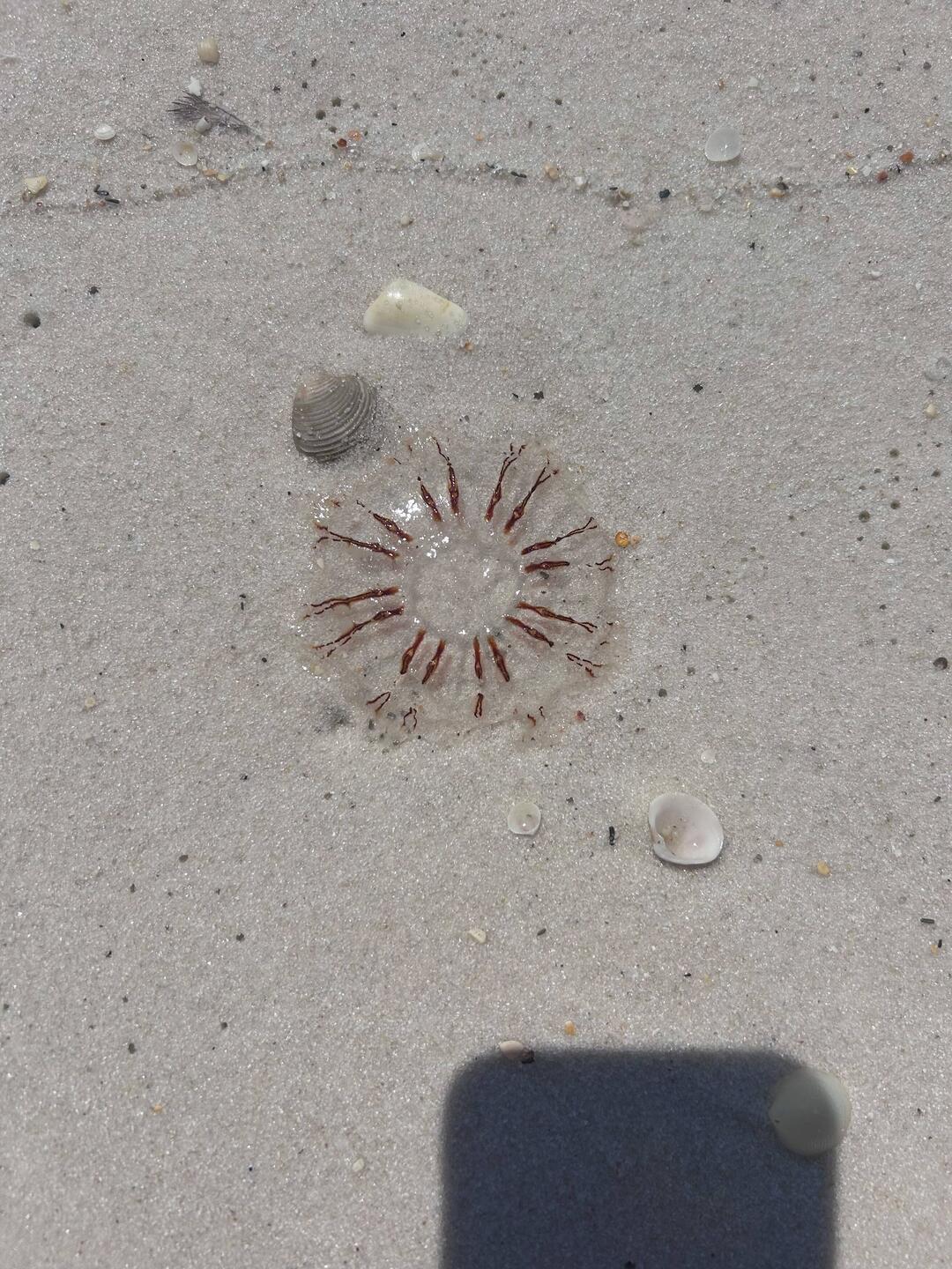 Jellyfish