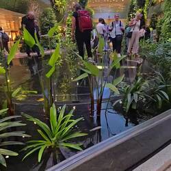 Cool walking path over pond at Singapore Airport