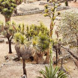 Die erste Agave die wir auf unserem Trip gesehen haben ☺️